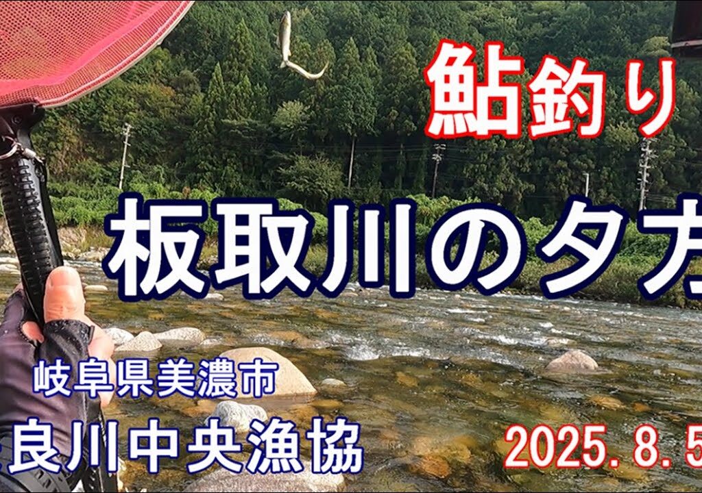 鮎友釣り　板取川　夕方になれば　長良川中央漁協　2025.8.5