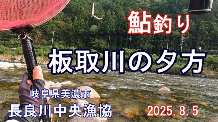 鮎友釣り　板取川　夕方になれば　長良川中央漁協　2025.8.5