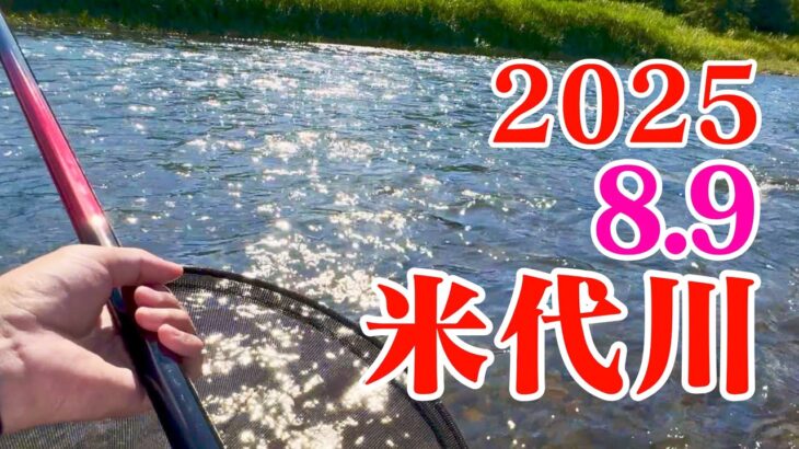 米代川で鮎釣り 2025.8.9 大雨後の鹿角地区を調査