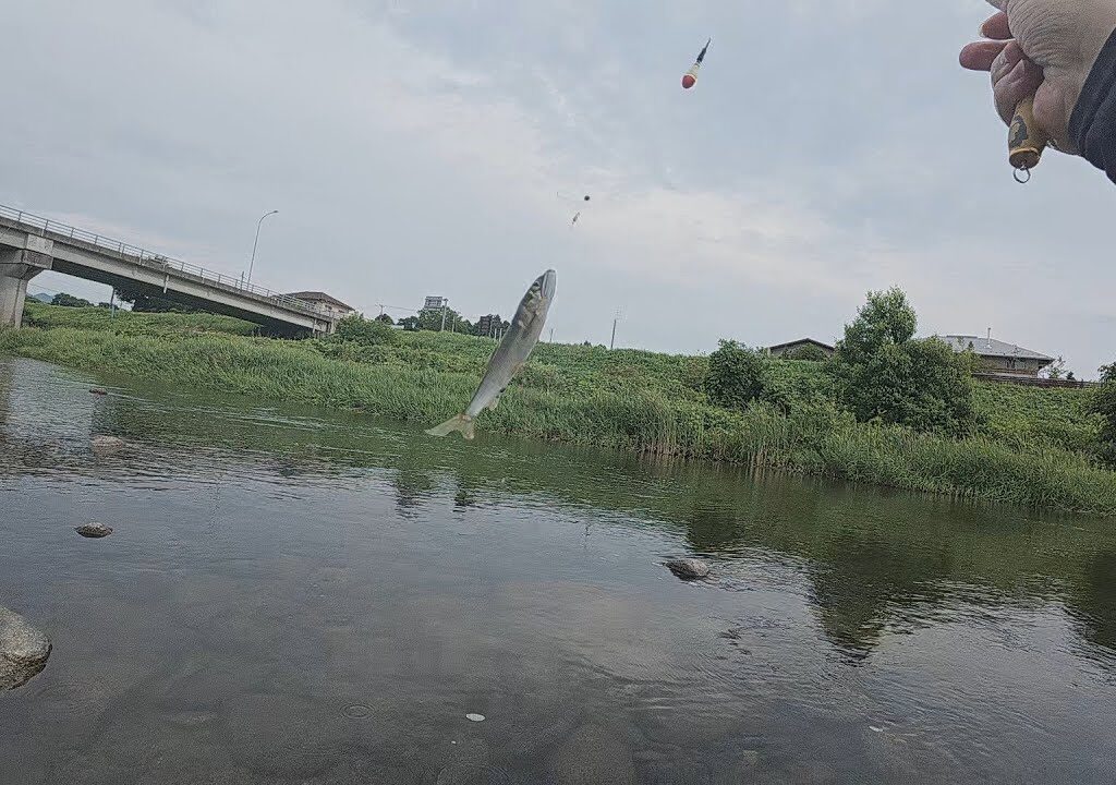 木戸川　鮎釣り　2025年7月26日