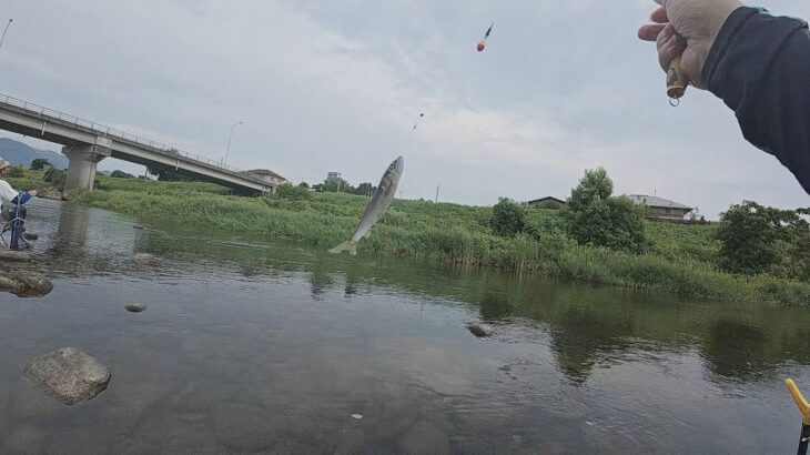木戸川　鮎釣り　2025年7月26日