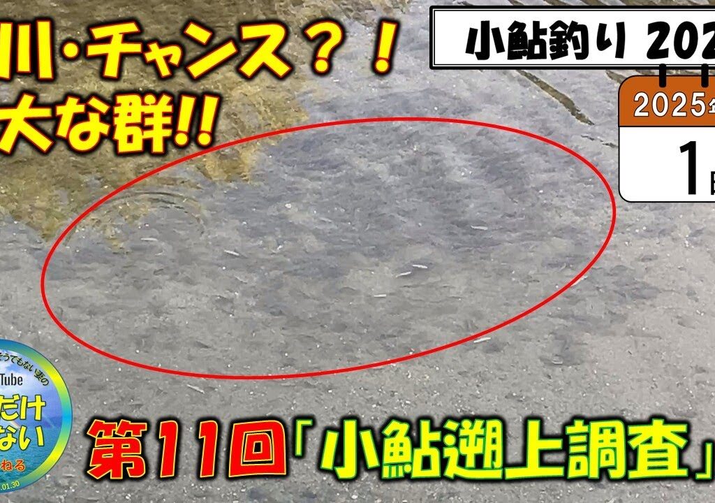 【小鮎釣り2025】芹川、チャンス？！8月1日（金）、第11回「小鮎遡上調査」、日照り続きで川の水量は壊滅的。それなのに芹川には大量の群れ。犬上川は・・・？滋賀に釣行に来る前に、是非見てほしい動画。