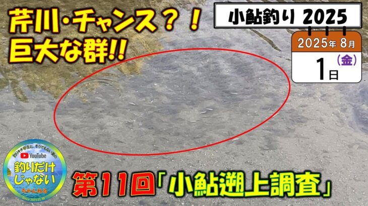 【小鮎釣り2025】芹川、チャンス？！8月1日（金）、第11回「小鮎遡上調査」、日照り続きで川の水量は壊滅的。それなのに芹川には大量の群れ。犬上川は・・・？滋賀に釣行に来る前に、是非見てほしい動画。