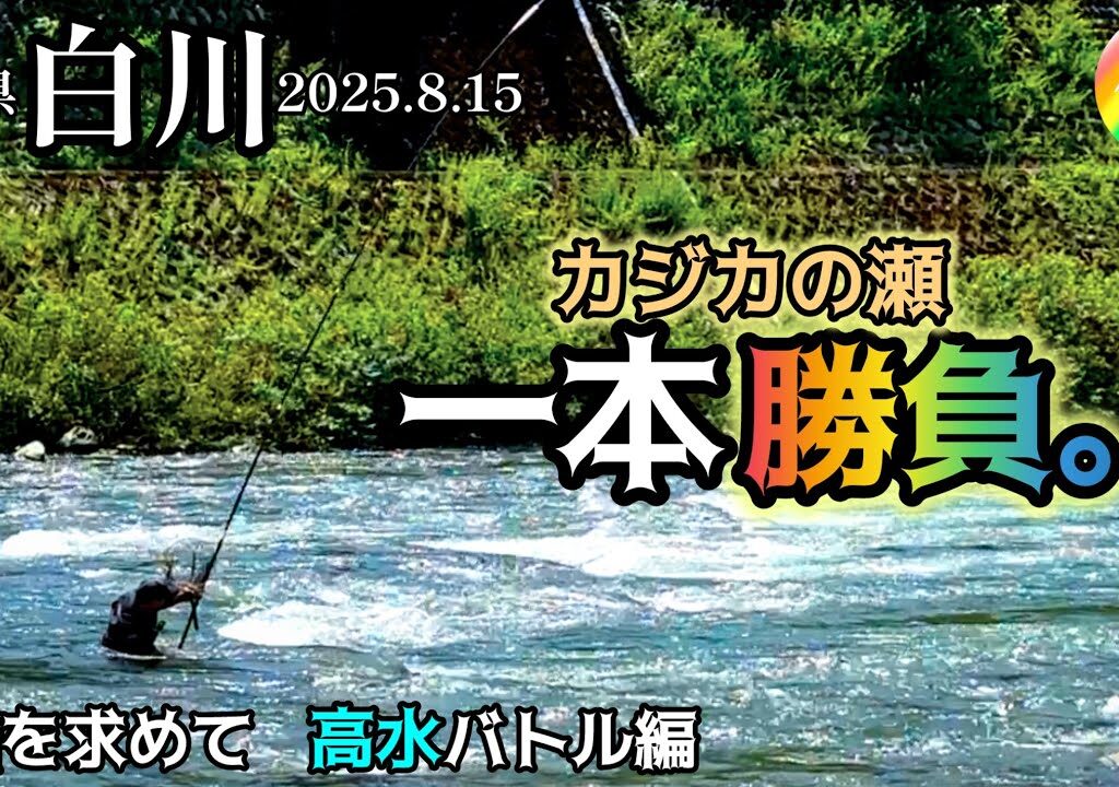【鮎釣り2025】白川（岐阜県）｜8月15日（金）【友釣り】