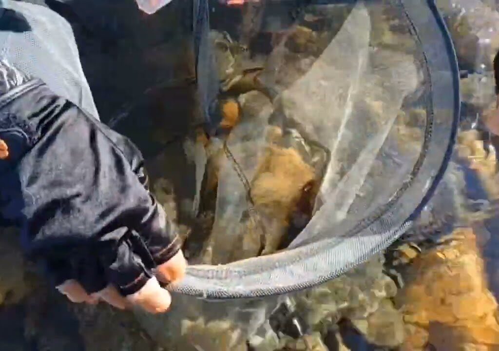 2025年8月18～20日鮎の友釣り、魚野川
