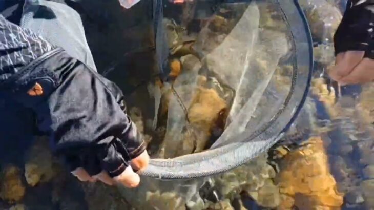2025年8月18～20日鮎の友釣り、魚野川