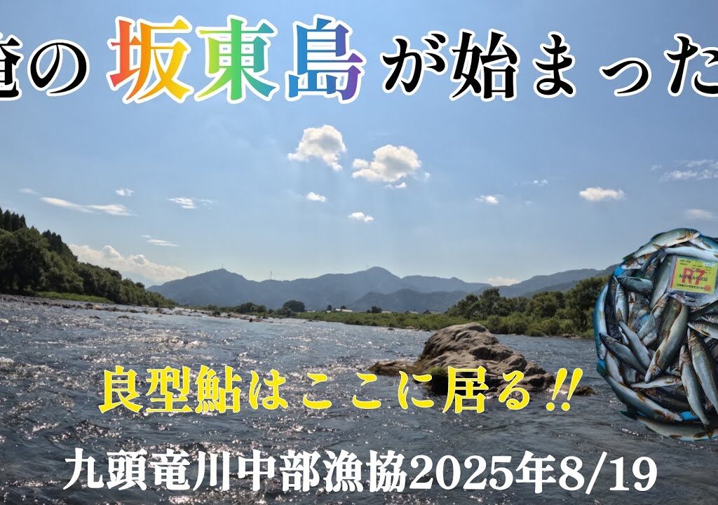 俺の坂東島が始まった‼️良型鮎はここに居る‼️九頭竜川中部漁協2025年8/19