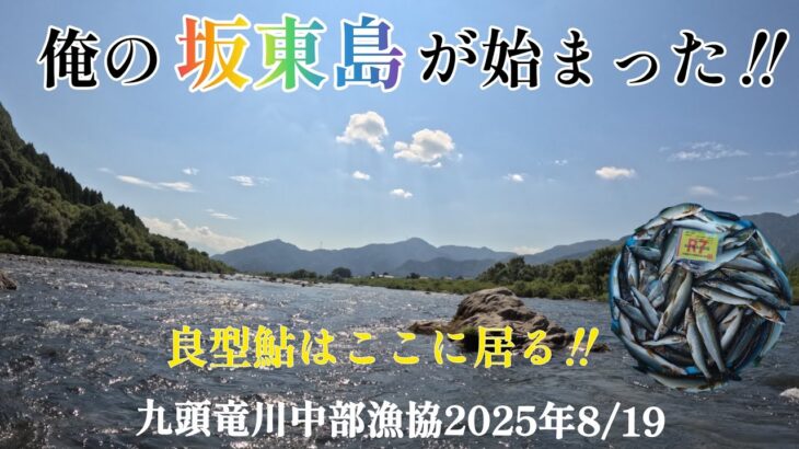 俺の坂東島が始まった‼️良型鮎はここに居る‼️九頭竜川中部漁協2025年8/19