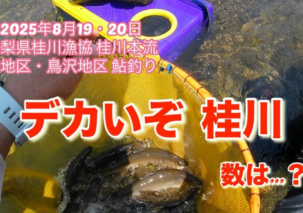 山梨県桂川漁協 桂川本流 鮎釣り　2025年8月19・20日　富浜地区・鳥沢地区　今年も大きくなりました😊