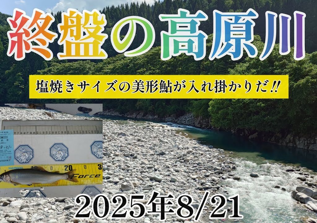 終盤の高原川　塩焼きサイズの美形鮎が入れ掛かりだ‼️2025年8/21