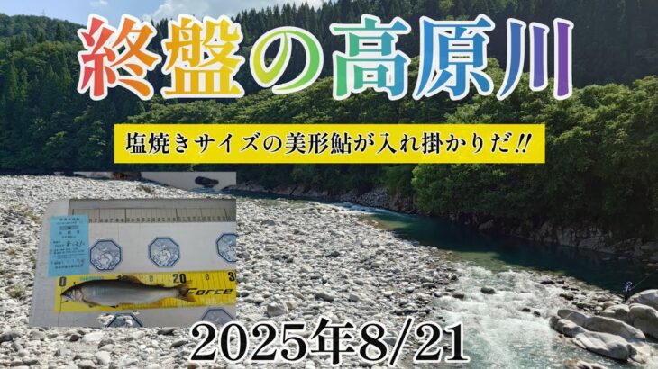 終盤の高原川　塩焼きサイズの美形鮎が入れ掛かりだ‼️2025年8/21