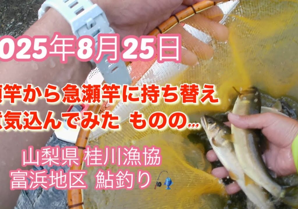 山梨県桂川漁協 桂川本流 鮎釣り　2025年8月25日　富浜地区 鮎釣り　夕立で増水したと聞きましたが…😅