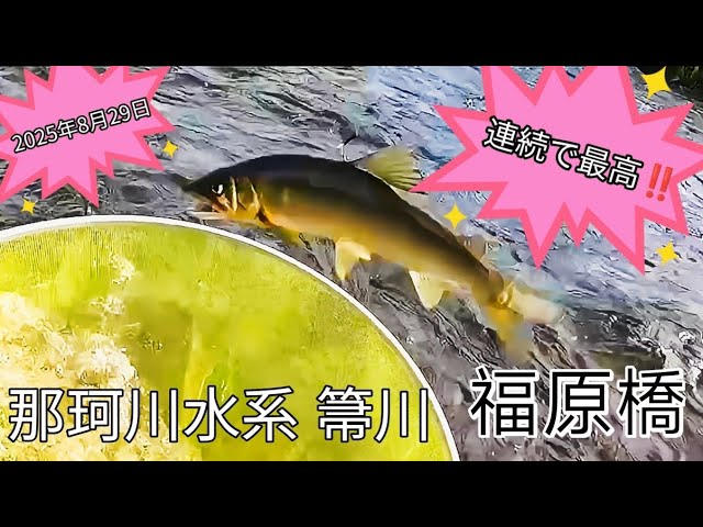 2025年8月29日 那珂川水系箒川 福原橋 鮎釣りポイント
