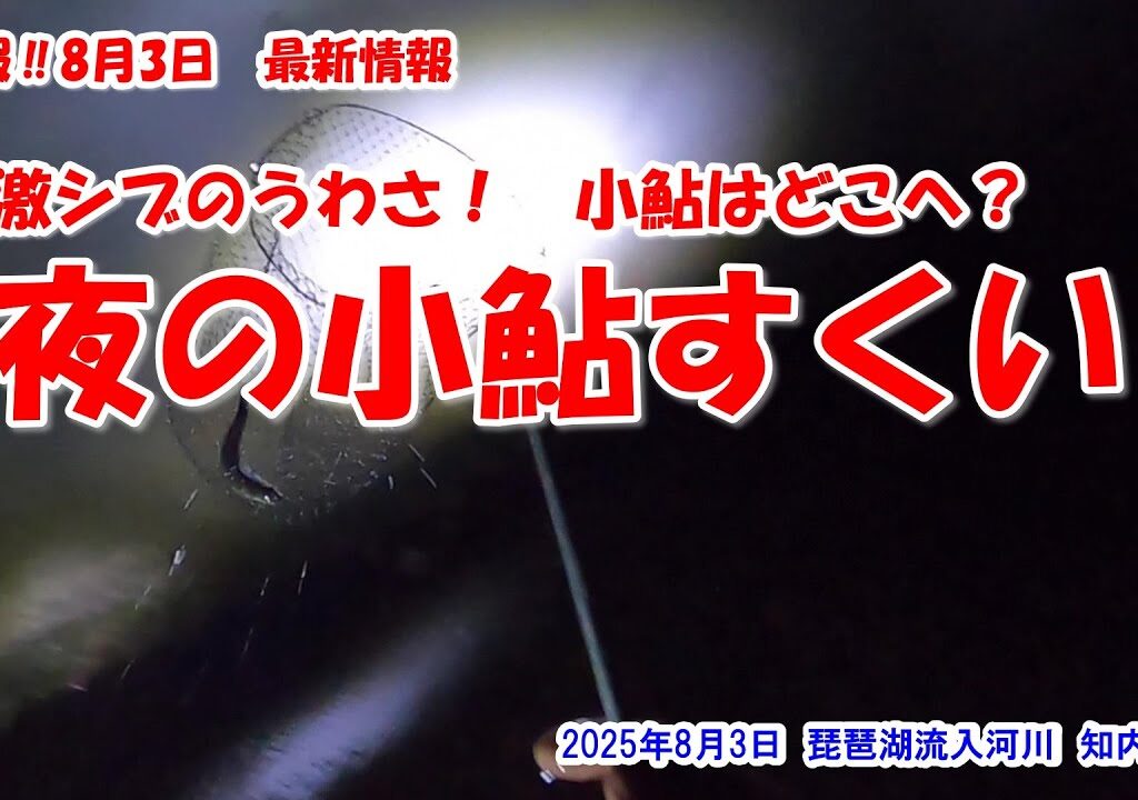 【激シブのうわさ！小鮎はどこへ？夜のの小鮎すくい】速報‼2025年8月3日最新情報　琵琶湖流入河川　知内川