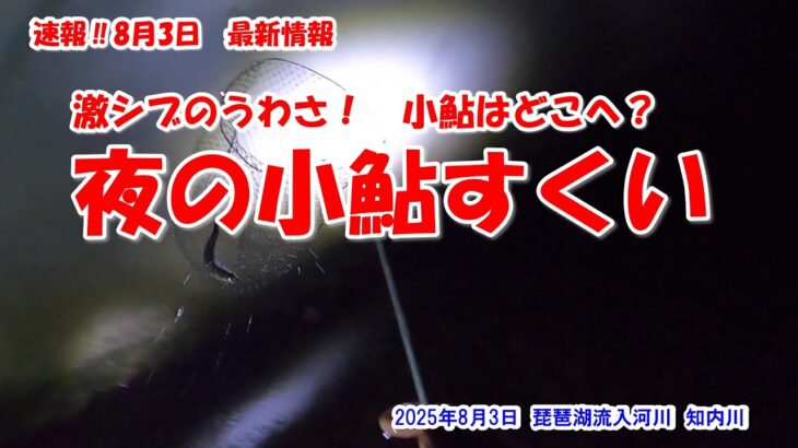 【激シブのうわさ！小鮎はどこへ？夜のの小鮎すくい】速報‼2025年8月3日最新情報　琵琶湖流入河川　知内川