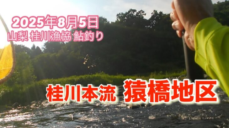 山梨県桂川漁協 桂川本流 猿橋地区 鮎釣り 2025年8月5日 全国の最高気温が更新された暑い日はガラガラでした🤭