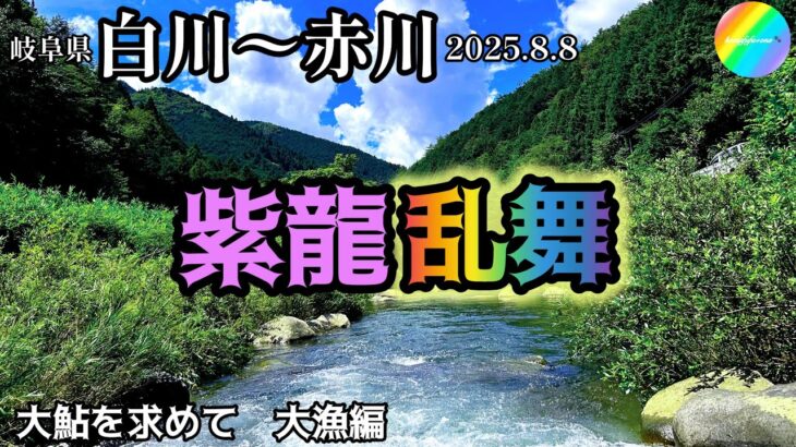 【鮎釣り2025】白川、赤川（岐阜県）｜8月8日（金）【友釣り】