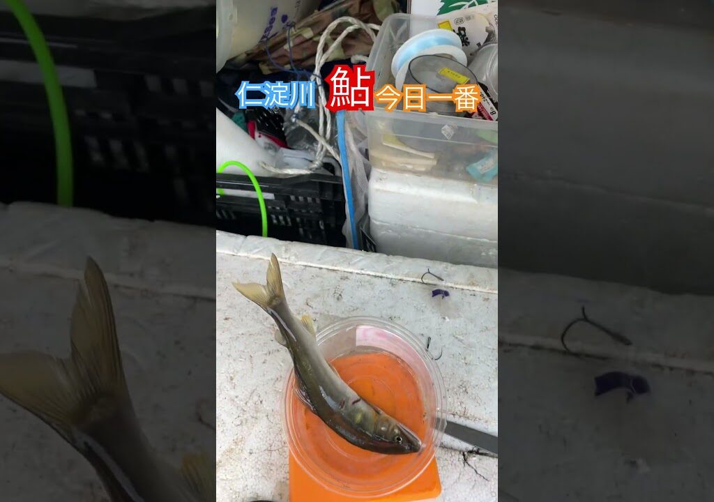 #️⃣仁淀川　#️⃣鮎釣り　#️⃣今日一番　22cm 66g