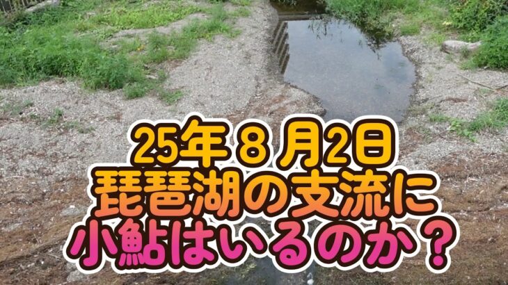 【小鮎釣り】25年8月2日 夏真っ盛りの日に琵琶湖の支流に小鮎はいるのか？
