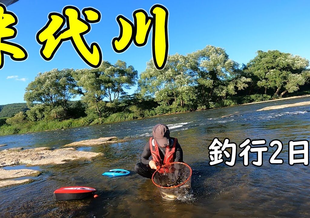 【鮎釣り】米代川楽しみました！数釣りの二日目｜初・米代川2days｜2日目