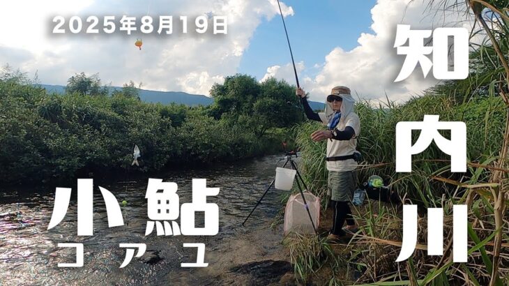 【小鮎釣り】8月の夕まずめを狙い、知内川へ小鮎を釣りに行ってきました。