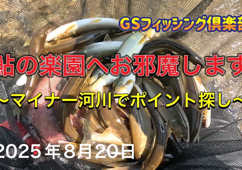 《鮎釣り》鮎の楽園へお邪魔します マイナー河川でポイント探し ナイアード80-85【Vol.47】GSフィッシング倶楽部