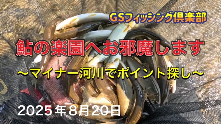 《鮎釣り》鮎の楽園へお邪魔します マイナー河川でポイント探し ナイアード80-85【Vol.47】GSフィッシング倶楽部