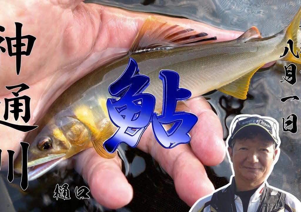 8月1日　神通川　鮎