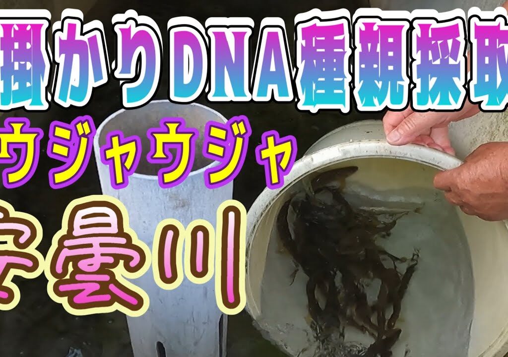 安曇川背掛かりDNA種親採取　鮎ウジャウジャ
