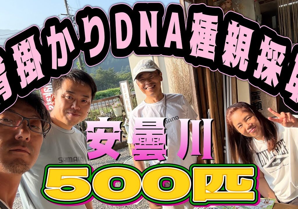 背掛かりDNA種親採取　安曇川500匹採取せよ！
