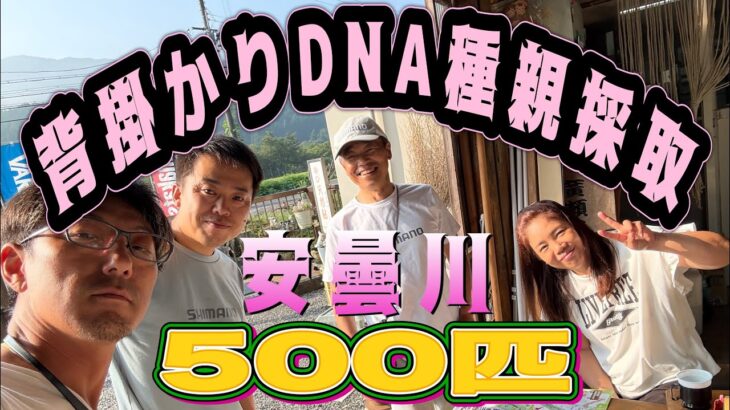 背掛かりDNA種親採取　安曇川500匹採取せよ！