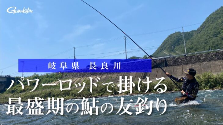 【FishingLover東海】パワーロッドで掛ける最盛期の鮎の友釣り～岐阜県 長良川～