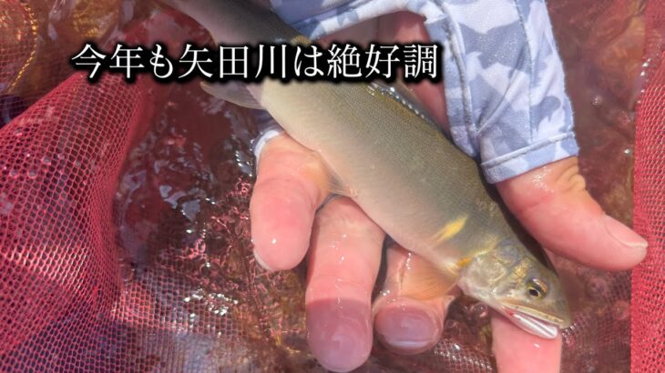 今年も矢田川は絶好調【鮎Ready?VOL.44】