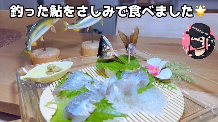 【鮎釣り】勝山の美鮎を刺身(challenge)