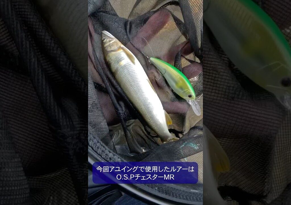 相模川でアユイング。ルアーで釣る鮎は面白いですね！　#アユイング #鮎釣り #fishing #相模川 #あゆ釣り