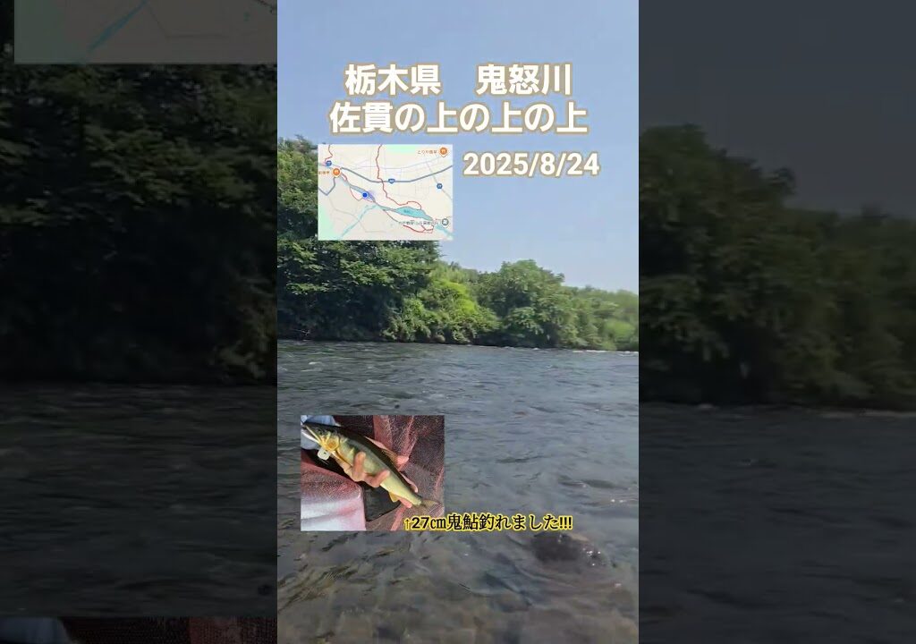 栃木県鬼怒川　佐貫の上の上の上　デカ鮎ばかり釣れました(^-^)/　　#鮎#鮎釣り#鮎の友釣り #釣り#魚#川#夏#趣味#休日#遊び #栃木県#鬼怒川#fishing