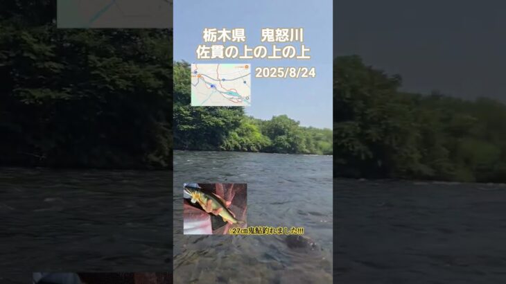 栃木県鬼怒川　佐貫の上の上の上　デカ鮎ばかり釣れました(^-^)/　　#鮎#鮎釣り#鮎の友釣り #釣り#魚#川#夏#趣味#休日#遊び #栃木県#鬼怒川#fishing