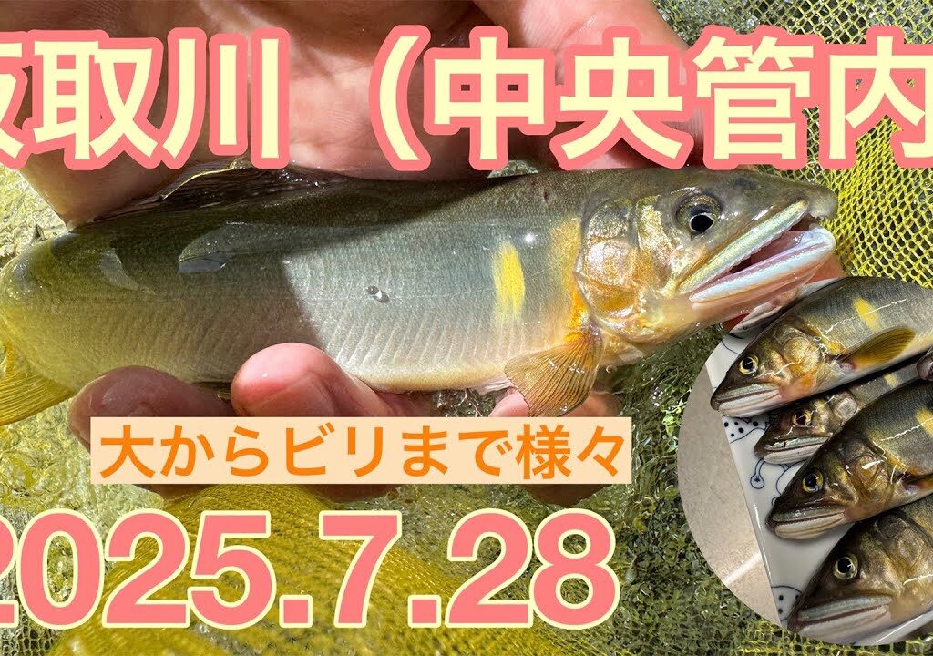 【鮎釣り】水況よし！久しぶりに釣った感有り！板取川（中央管内）で楽しんだ。