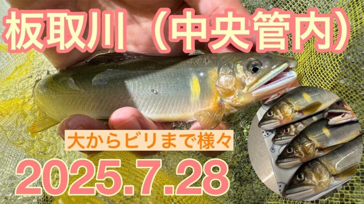 【鮎釣り】水況よし！久しぶりに釣った感有り！板取川（中央管内）で楽しんだ。
