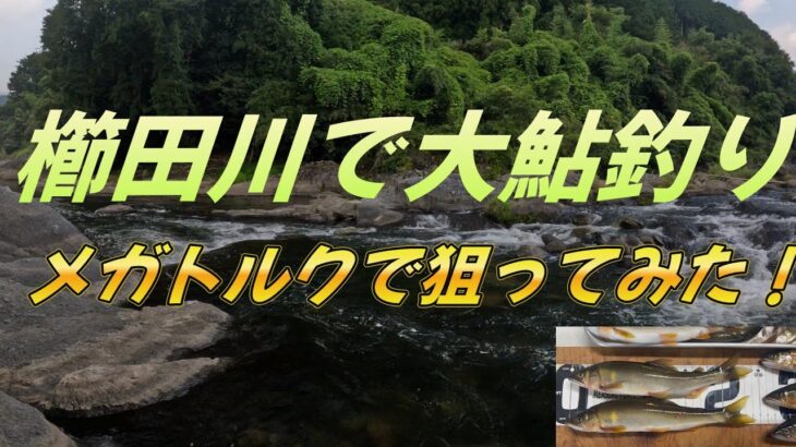 【櫛田川で大鮎釣り】終盤の櫛田川で大鮎狙ってみます。＃鮎釣り＃櫛田川＃大鮎