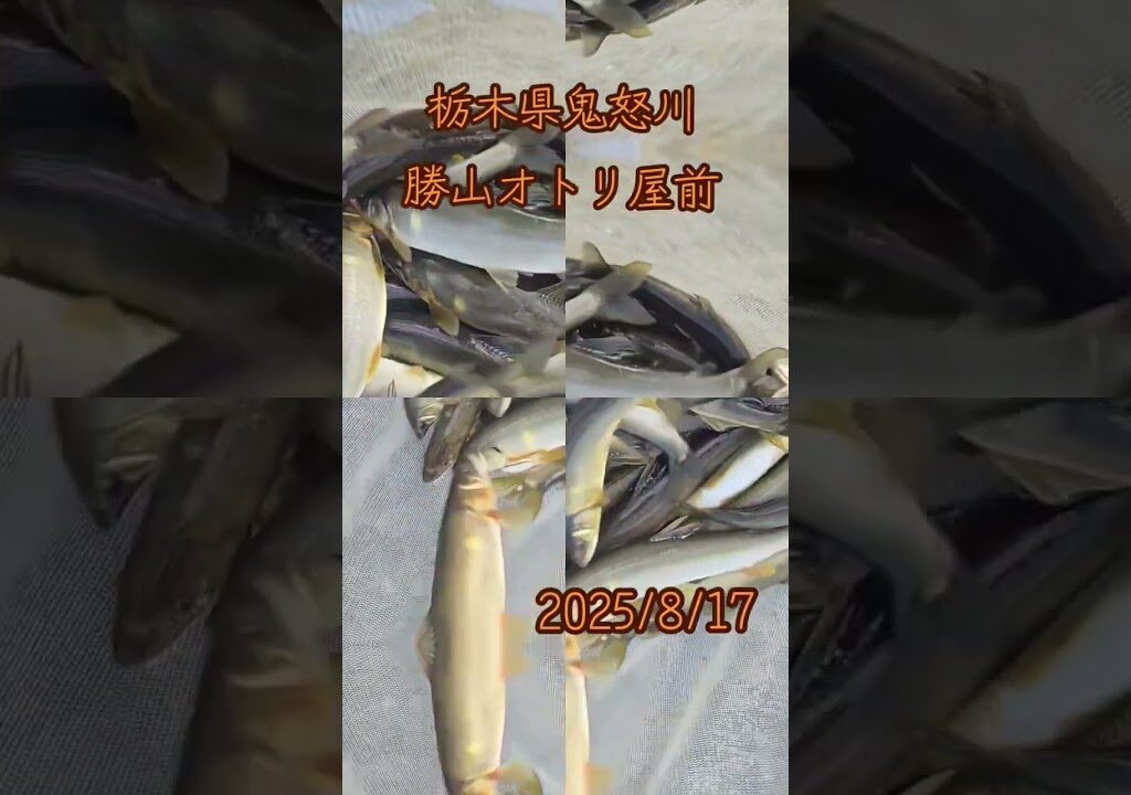 栃木県鬼怒川　勝山オトリ屋前　　#鮎#鮎釣り #鮎の友釣り #釣り#川#魚#栃木県#鬼怒川#趣味#夏 #休日