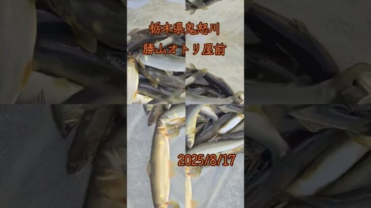 栃木県鬼怒川　勝山オトリ屋前　　#鮎#鮎釣り #鮎の友釣り #釣り#川#魚#栃木県#鬼怒川#趣味#夏 #休日