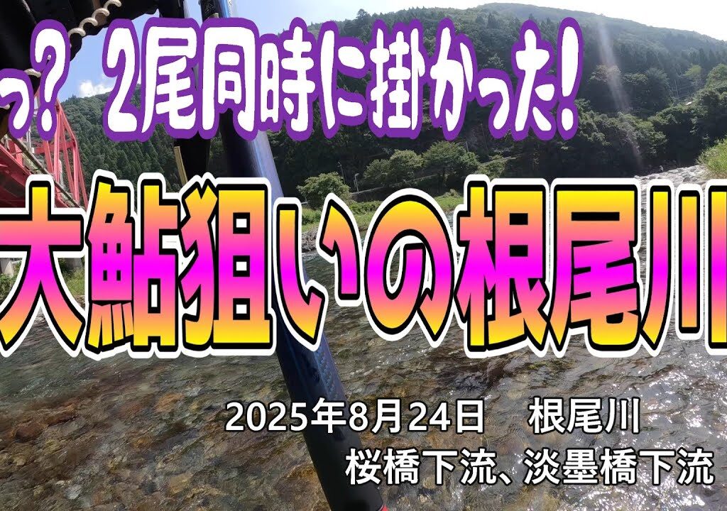 大鮎狙いの根尾川