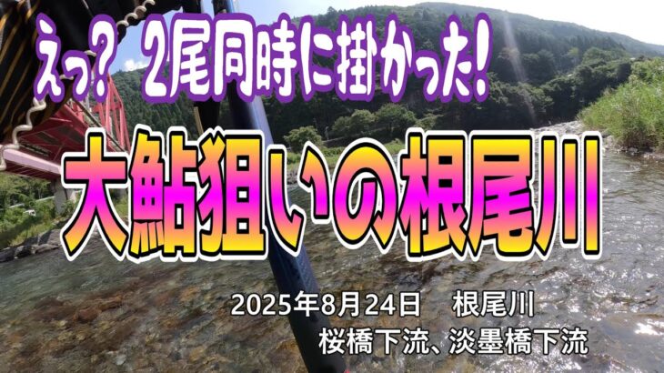 大鮎狙いの根尾川