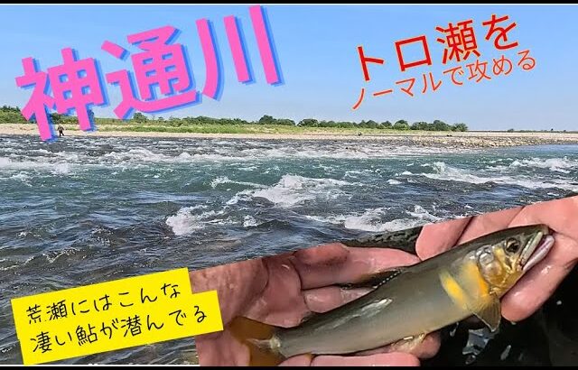 【２０２５年８月２４日　神通川鮎釣り二日目　荒瀬をノーマルで攻める】