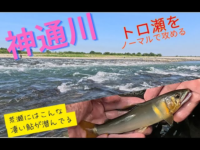 【２０２５年８月２４日　神通川鮎釣り二日目　荒瀬をノーマルで攻める】