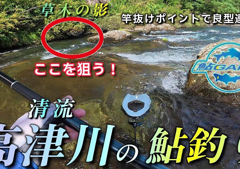 【鮎釣り】草木の陰を狙って良型鮎が連発！高津川の清流で竿抜けや瀬を釣りながら入れ掛かりしました