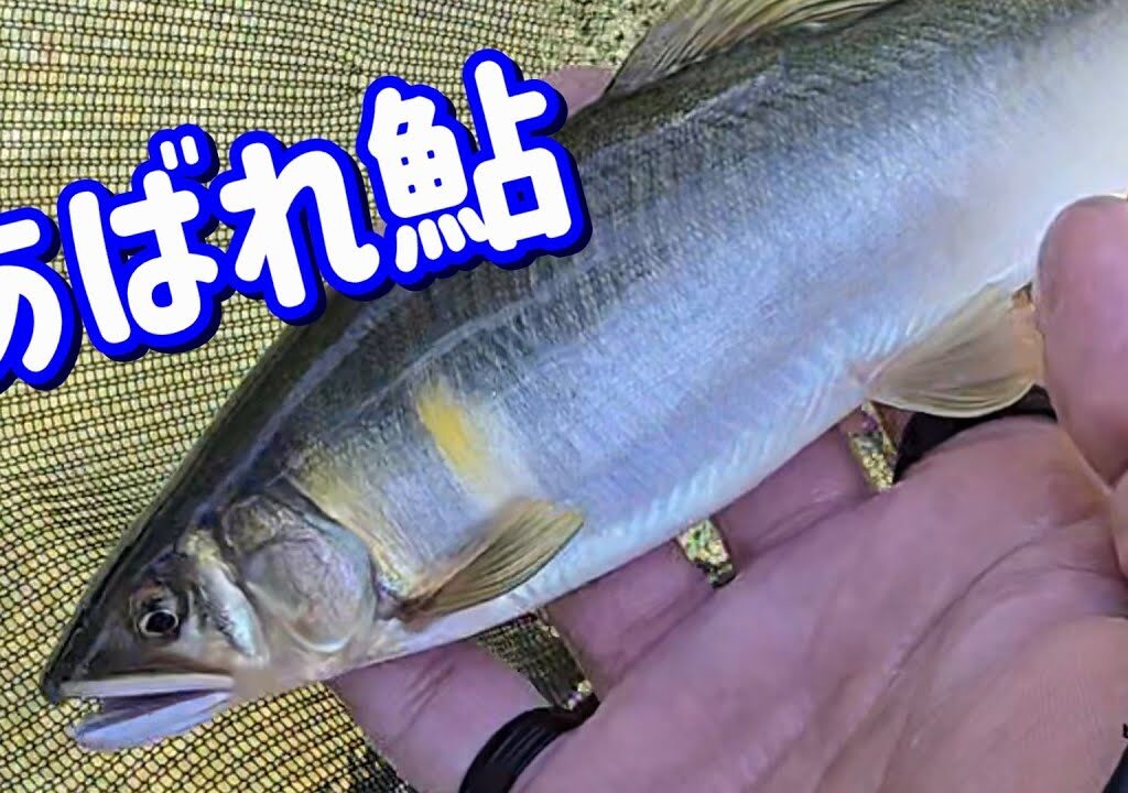 【飛騨のあばれ鮎＆室田カップ】宮川下流 あばれ返し