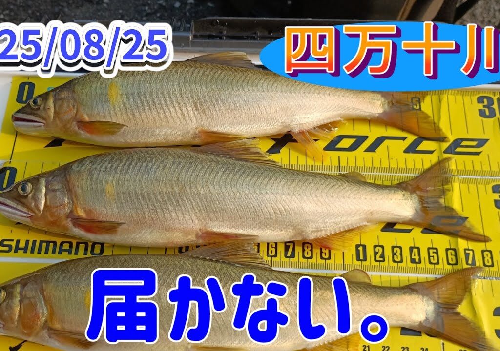 四万十川でデカ鮎釣り、大物の潜んでいる場所を狙った。