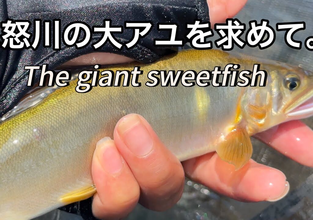 【鮎釣り】お盆の翌週は渋かった鬼怒あゆ